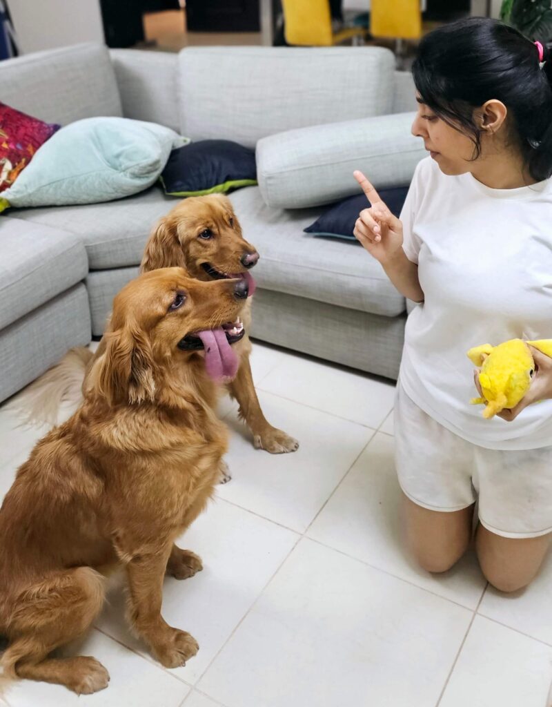 Dog Traininhg