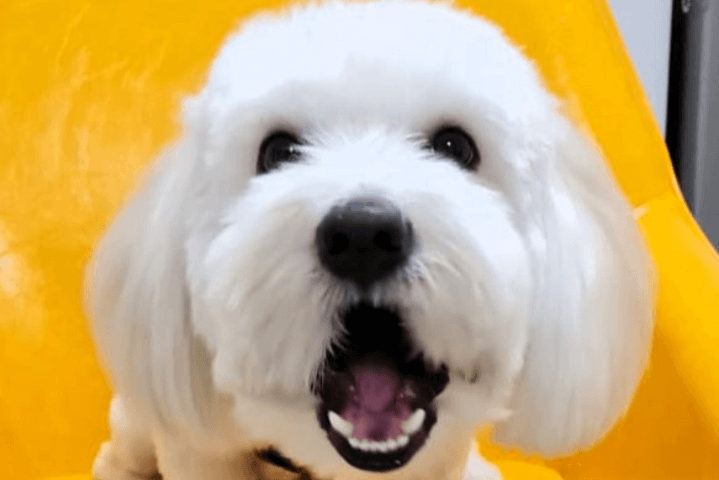 Behavior Modification Training