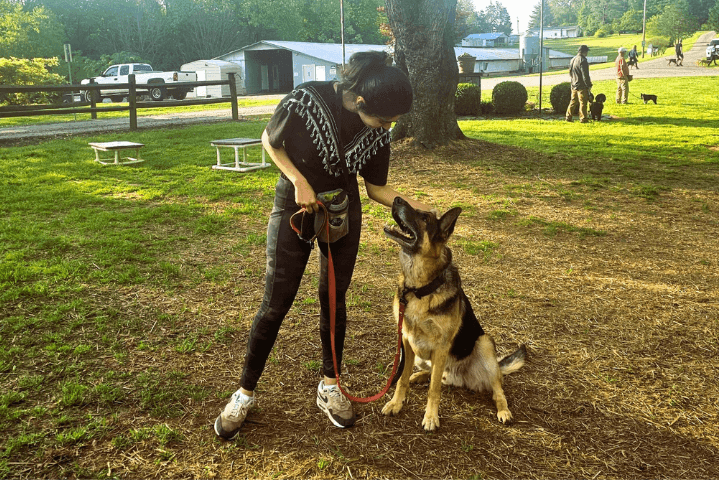 Basic Obedience Training