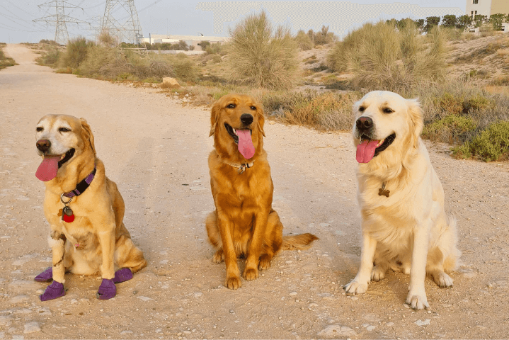 Advanced Commands & Tricks