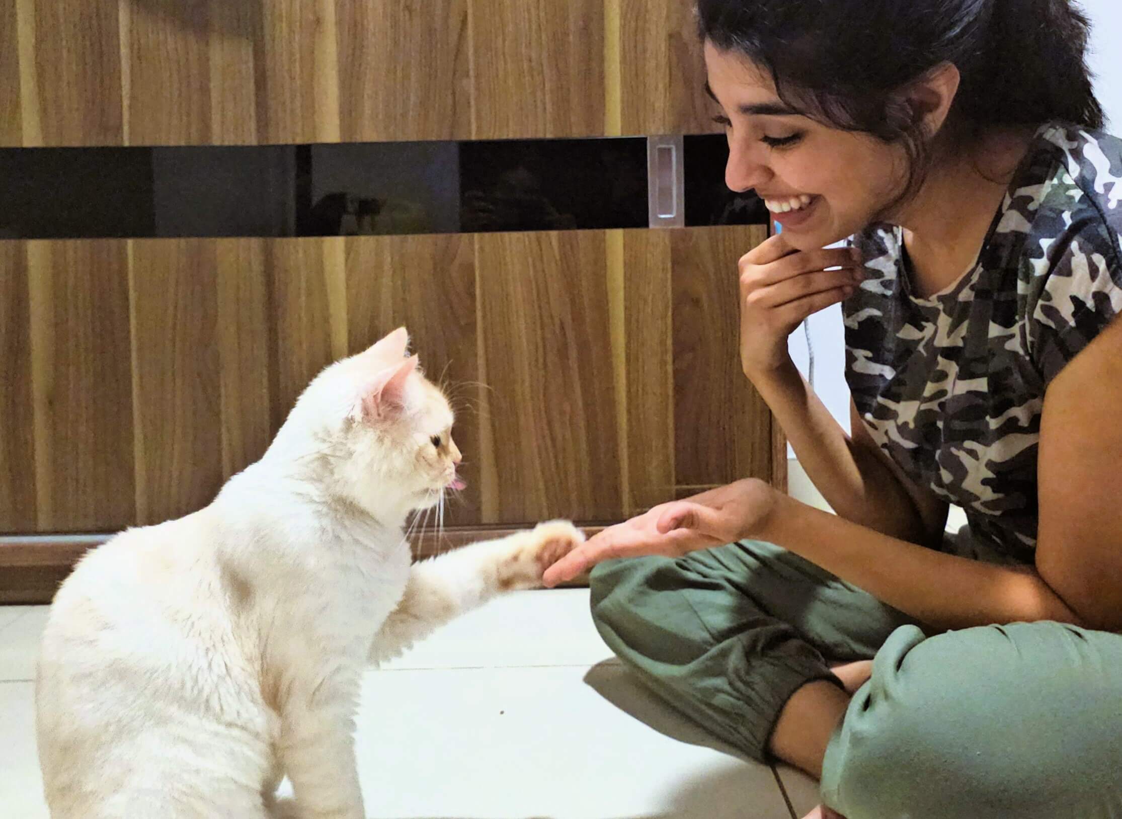 cat training webpage (1)