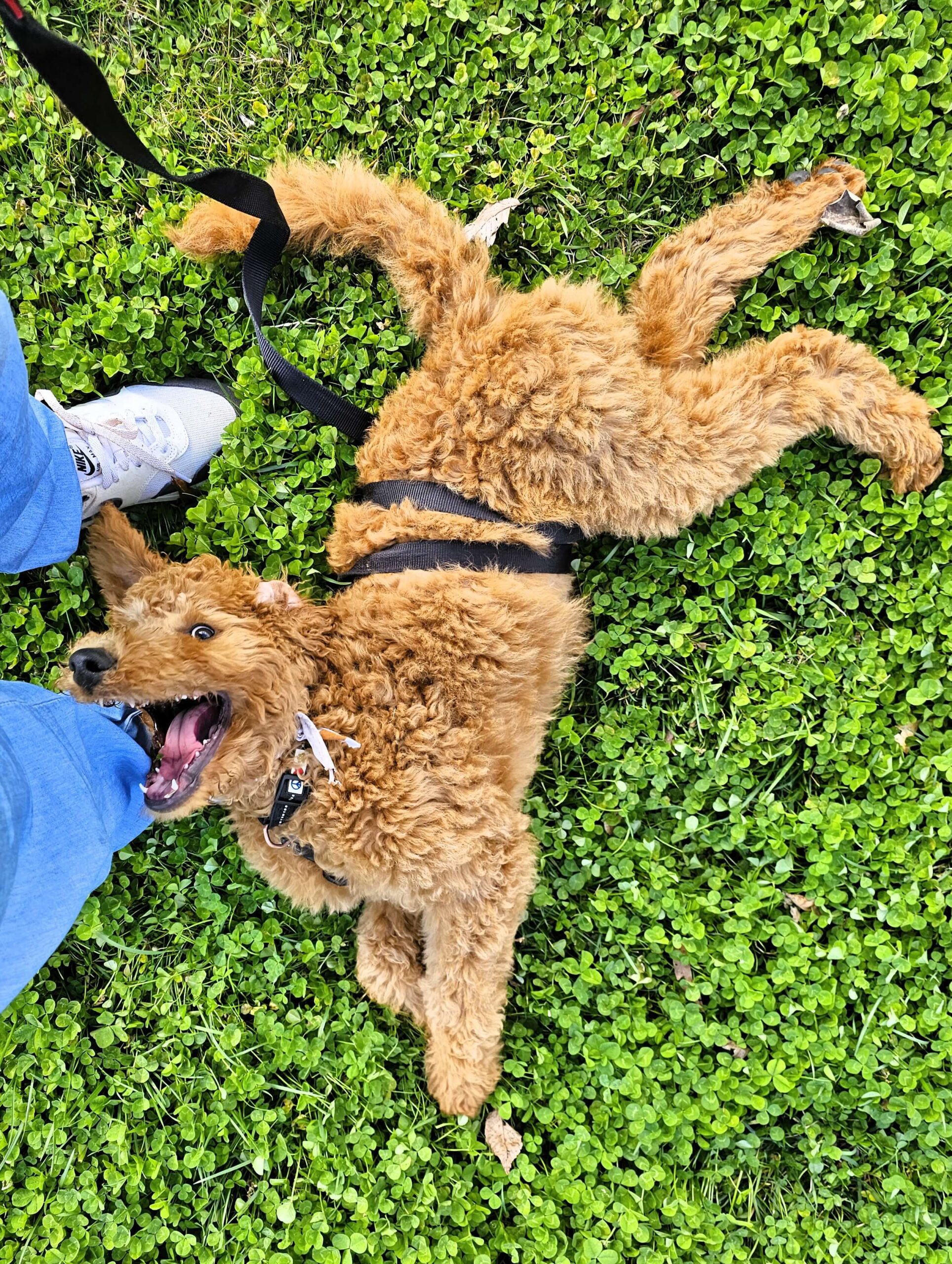 custom packages - homepage (1)