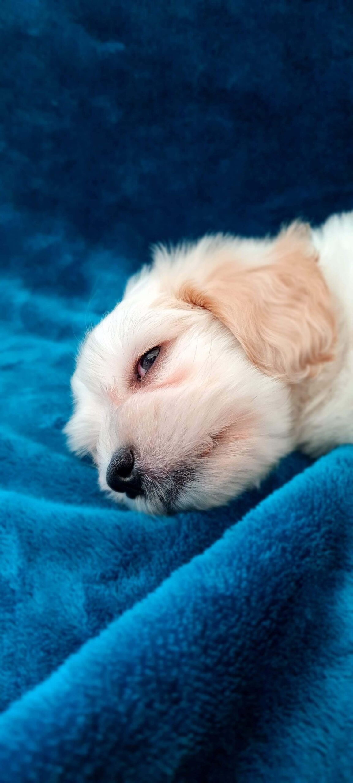 puppy starter pack homepage (1)