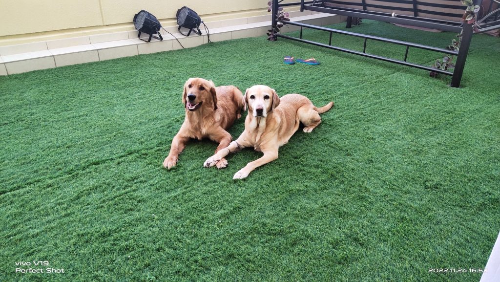 Dog Training Services