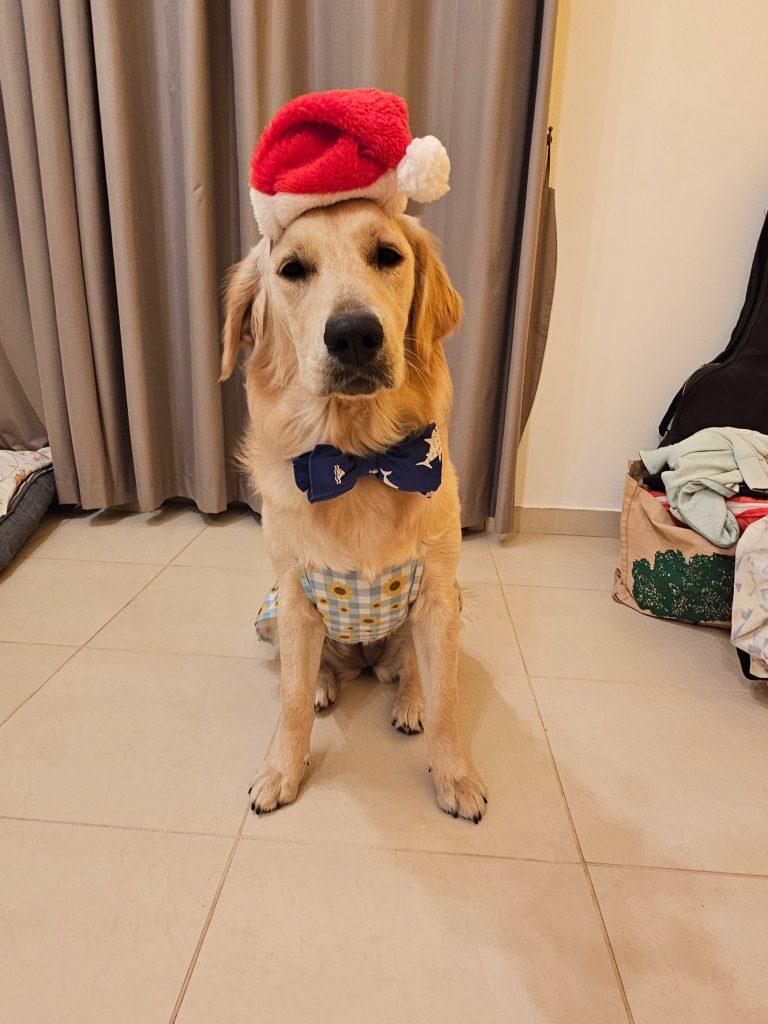 Professional UAE Dog Training Services