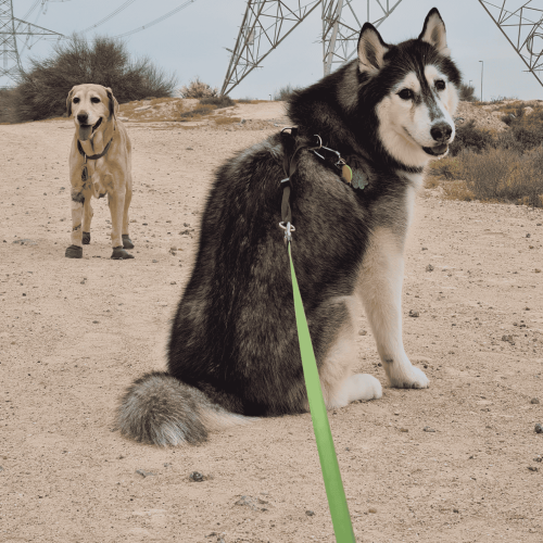 Astro and Family